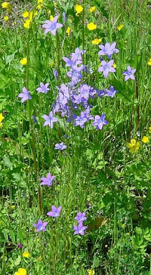 Campanula bienne Campanula bienne