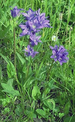 Campanula agglomerata Campanula agglomerata