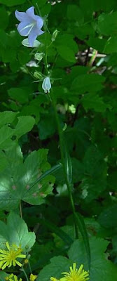 Campanula con foglie di Pesco