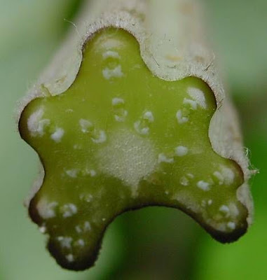 Arctium lappa L.