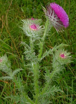 Carduus nutans L.