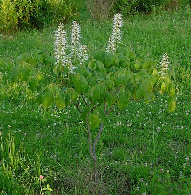 Bottlebrush buckeye Bottlebrush buckeye