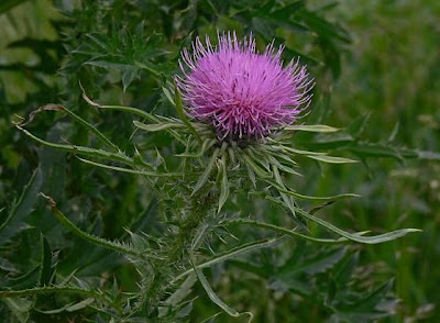 Cardo-espinhoso Cardo-espinhoso