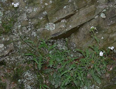 Arabetta sbandellata Arabetta sbandellata