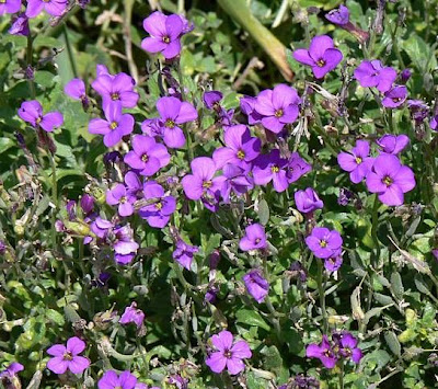 Aubretia Aubretia