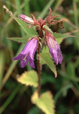Campanula trachelium L.