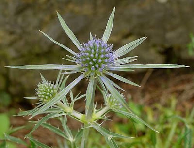 Calcatreppola ametistina