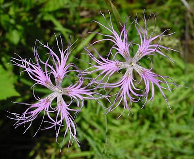 Fringed pink