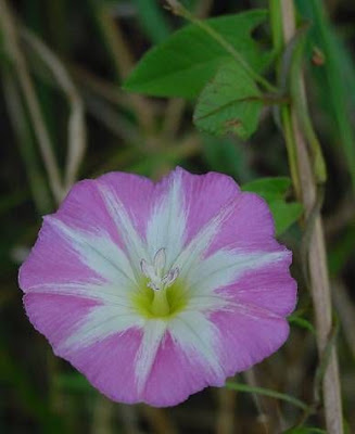 Corda-de-viola Corda-de-viola