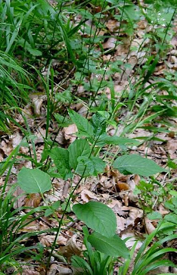 Enchanter's Nightshade