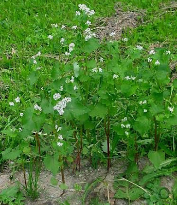 Grano turco