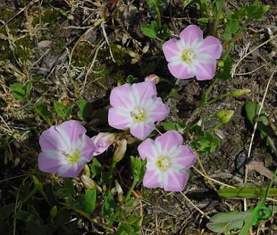 Corda-de-viola Corda-de-viola