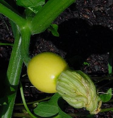 Field pumpkin