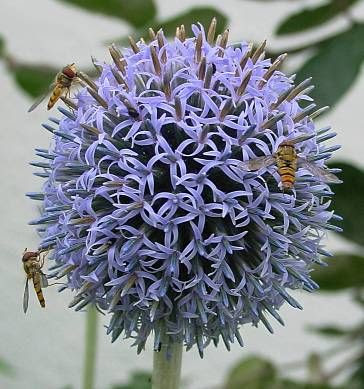 Echinops bannaticus,
,
Blue Globe Thistle