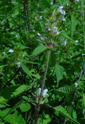 Galeopsis tetrahit,
bristlestem hempnettle,
brittle-stem hemp-nettle,
brittlestem hempnettle,
Canapa selvatica,
Canapetta comune,
common hemp-nettle,
galeopse,
gale&oacute;pse-comum,
Gemeiner Hohlzahn,
Hemp Nettle,
hemp-nettle