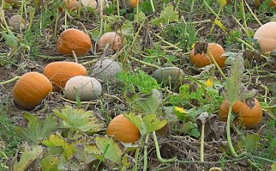 Field pumpkin
