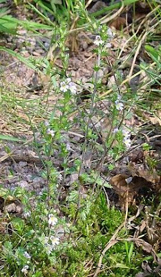 Large Flowered Sticky Eyebright Large Flowered Sticky Eyebright