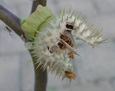 Sacred datura