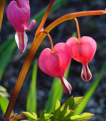 Common bleedinghearts Common bleedinghearts