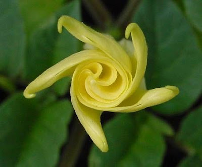 Sacred datura
