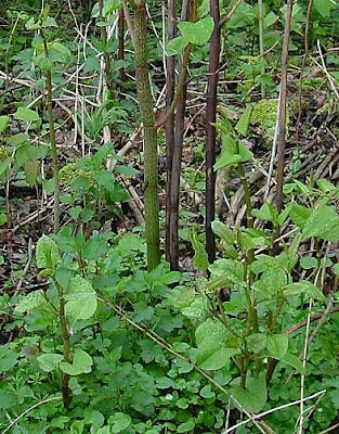 Fallopia japonica,
,
huzhang,
itadori,
Japanese knotweed,
Mexican-bamboo