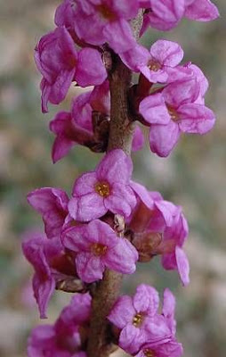 Camalea