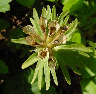 Eranthis hyemalis (L.) Salisb.