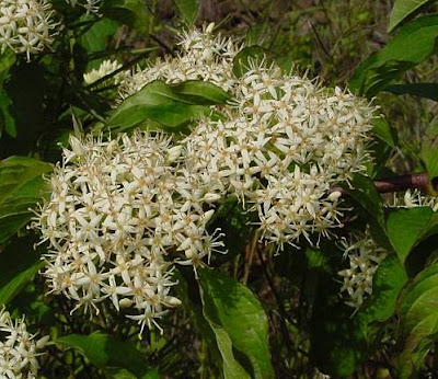 Common dogwood Common dogwood