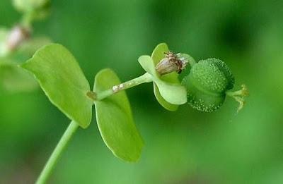 Euphorbia dulcis L.