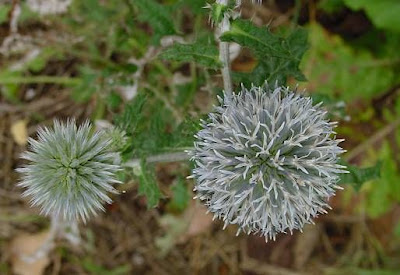 Echinops sphaerocephalus,
Cardo-pallottola maggiore,
Great Globe Thistle,
great globethistle