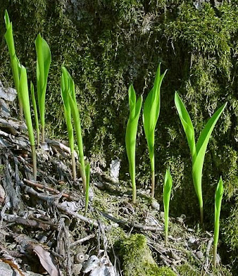 Giglio delle convalli Giglio delle convalli