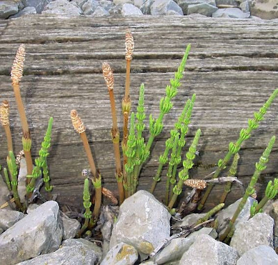 Field horsetail