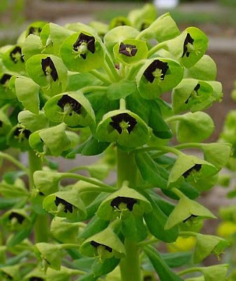 Albanian spurge Albanian spurge