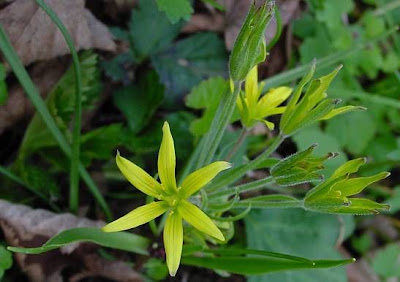 Gagea villosa,
Cipollaccio dei campi,
hairy star of Bethlehem
