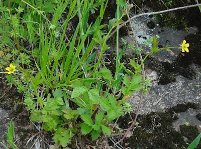 Bennet's-root Bennet's-root