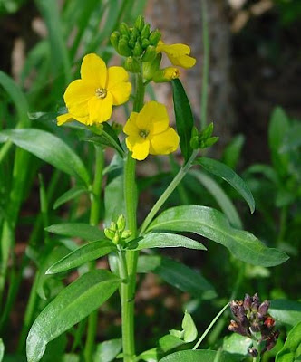 Wallflower