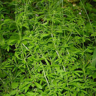 Goose-grass