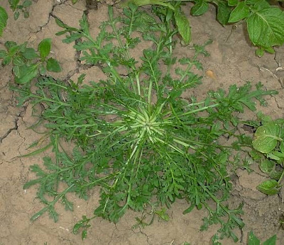 Creeping wartcress Creeping wartcress