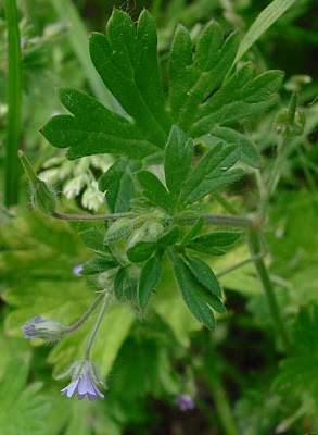 G�ranium � tiges gr�les