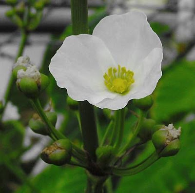 Echinodorus cordifolius,
burhead,
creeping burhead,
creeping burrhead