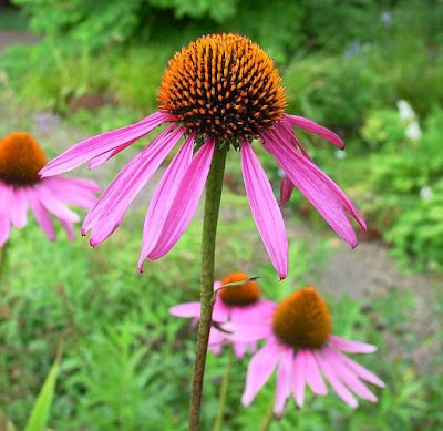 Echinacea purpurea,
eastern purple coneflower,
eastern purple-coneflower,
purple coneflower,
purple-coneflower
