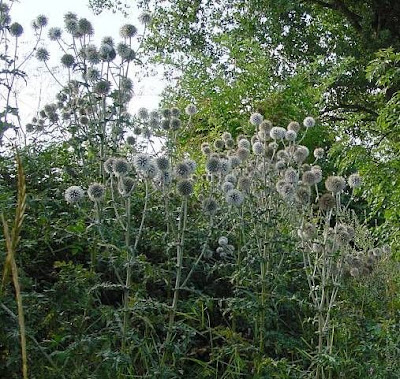 Echinops sphaerocephalus,
Cardo-pallottola maggiore,
Great Globe Thistle,
great globethistle