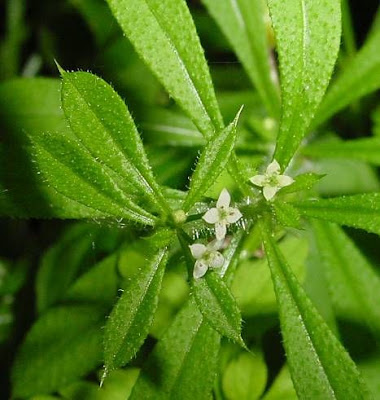 Goose-grass