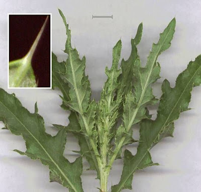 Acker-Distel