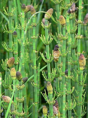Equisetum fluviatile L.