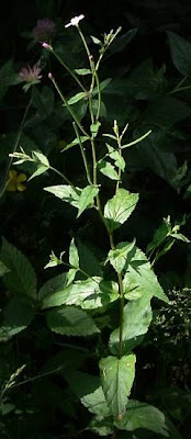 Broad Leaved Willowherb Broad Leaved Willowherb