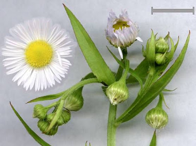Eastern daisy fleabane