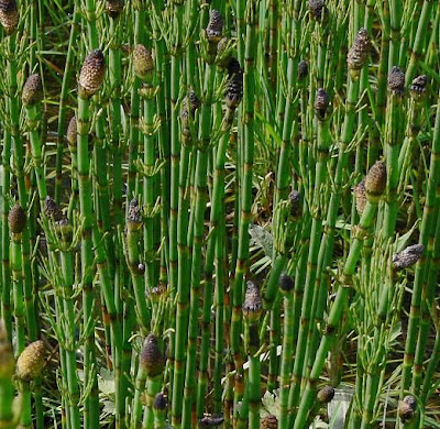 Equisetum fluviatile L.