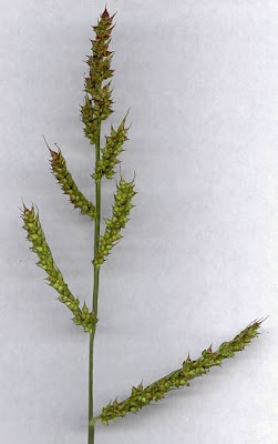 Echinochloa crus-galli,
arrocillo,
barnyard grass,
barnyardgrass,
cockspur,
cockspur grass,
echinochloa pied-de-coq,
gew&ouml;hnliche H&uuml;hnerhirse,
Giavone comune,
H&uuml;hnerhirse,
Japanese millet,
large barnyard grass,
pata de gallo