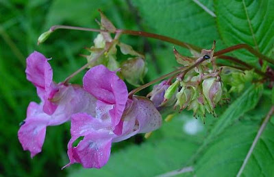 Balsamina ghiandolosa Balsamina ghiandolosa